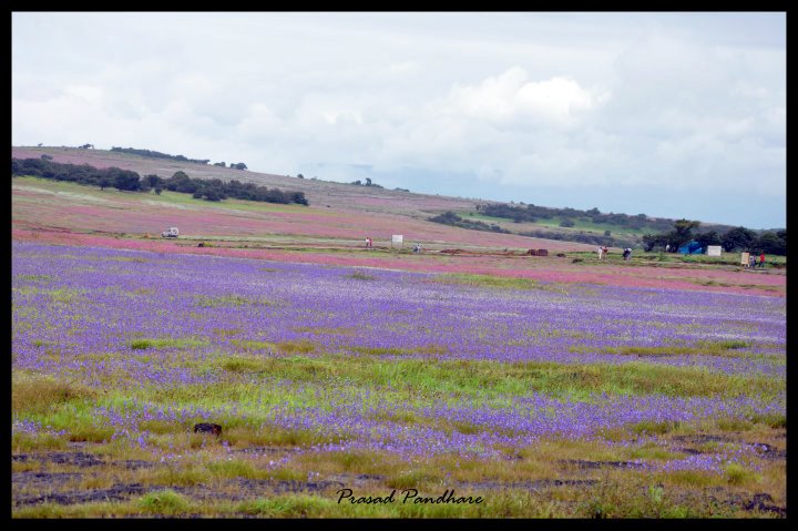 Kaas Plateau of Flowers